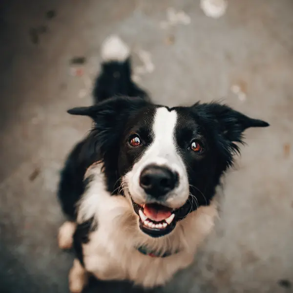 Perrito feliz