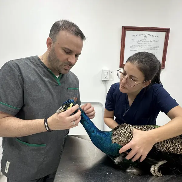 Veterinarios atendiendo un pavo real Veterinarios atendiendo animales exoticos